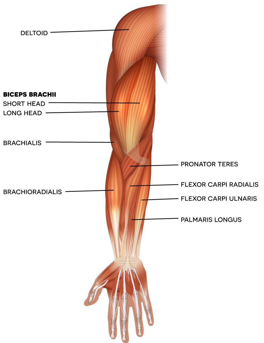 Glute, hip, and leg muscles drawn and labeled. Glute muscles used in lunges